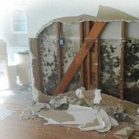 demolition free mold remediation