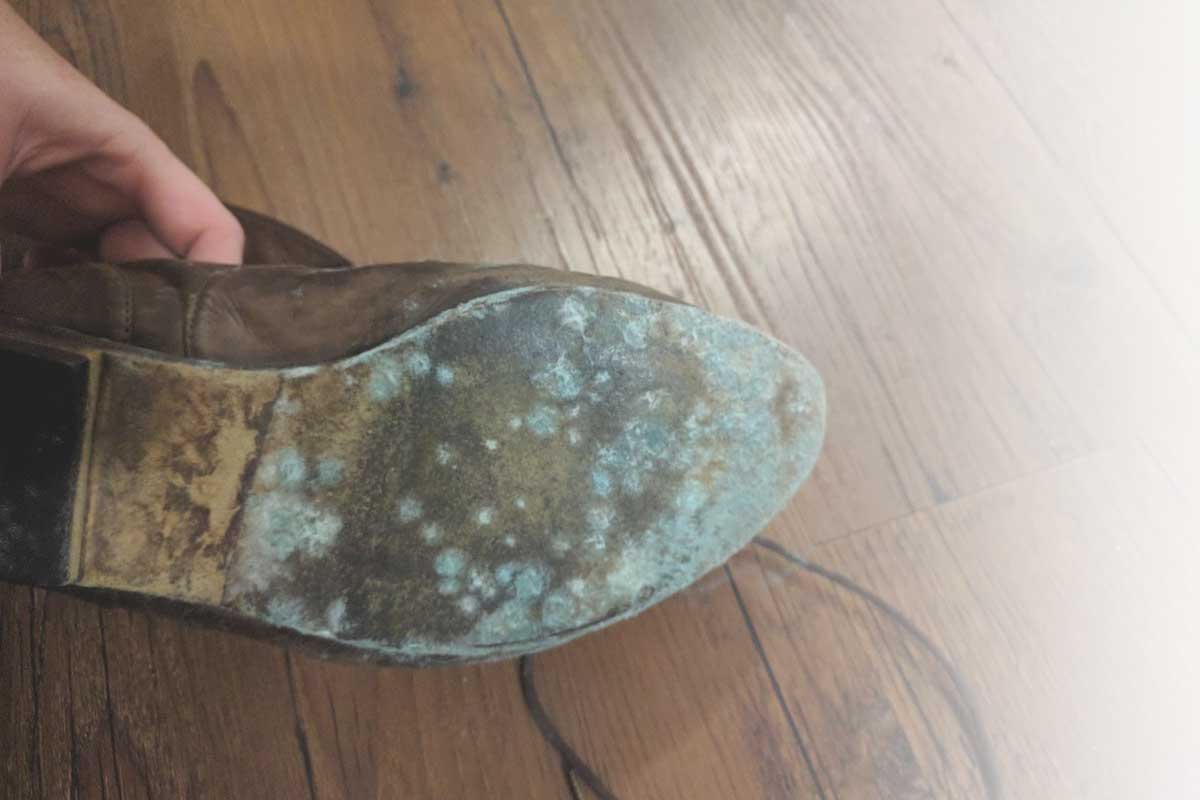 mold contents in your home