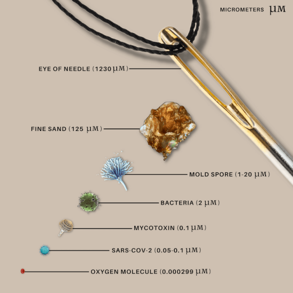 Size of Mold Spores HomeCleanse