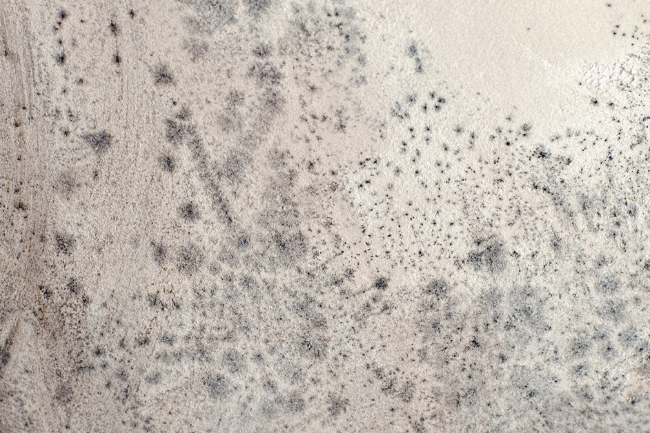 What’s the Difference Between Mildew and Mold?