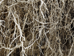 hyphae