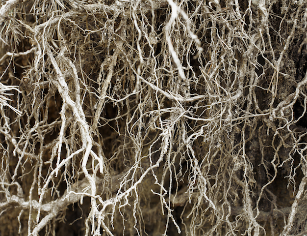 hyphae