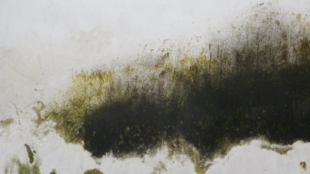 bai-z-jlMydy1l5dw-unsplash