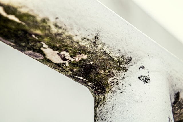 Mold Remediation Red Flags