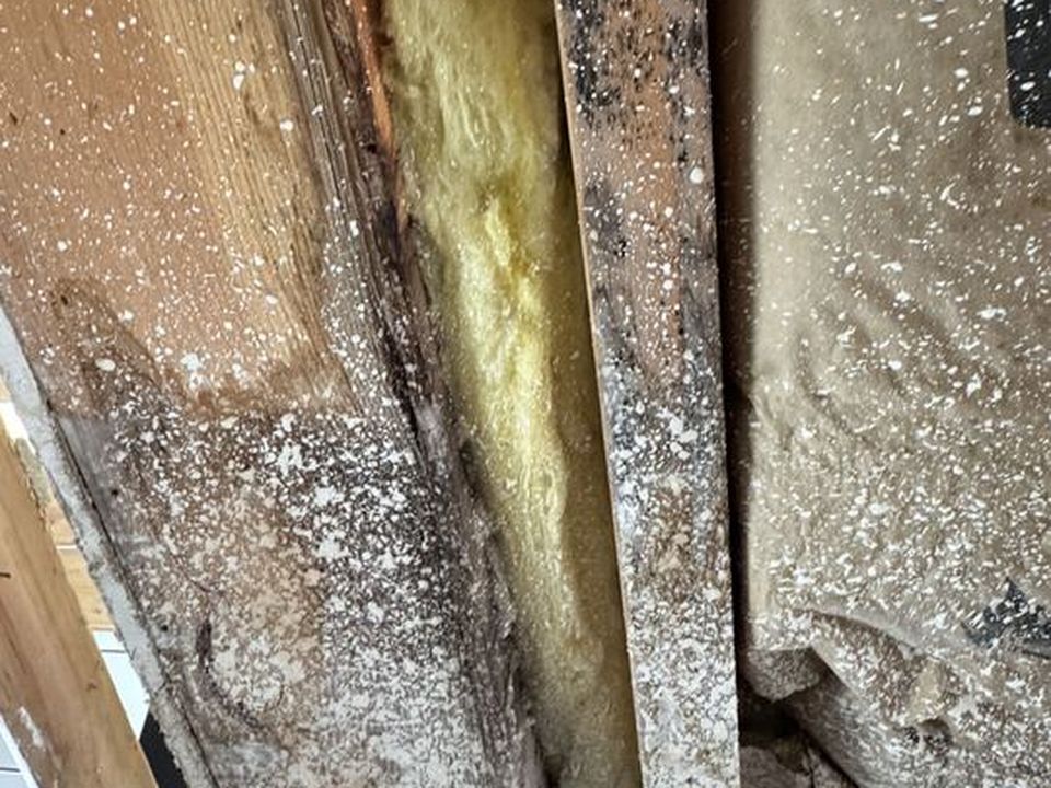 Mold growth on wood framing inside a cavity, uncovered once the area was opened during remediation.